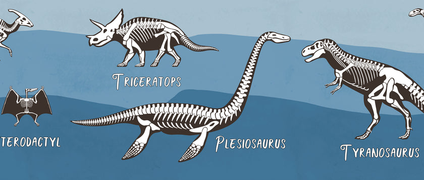 GB90243 X-Ray Dinosaurs Peel and Stick Wallpaper Border 10in or 8in Height x 15ft Long Blue Black White