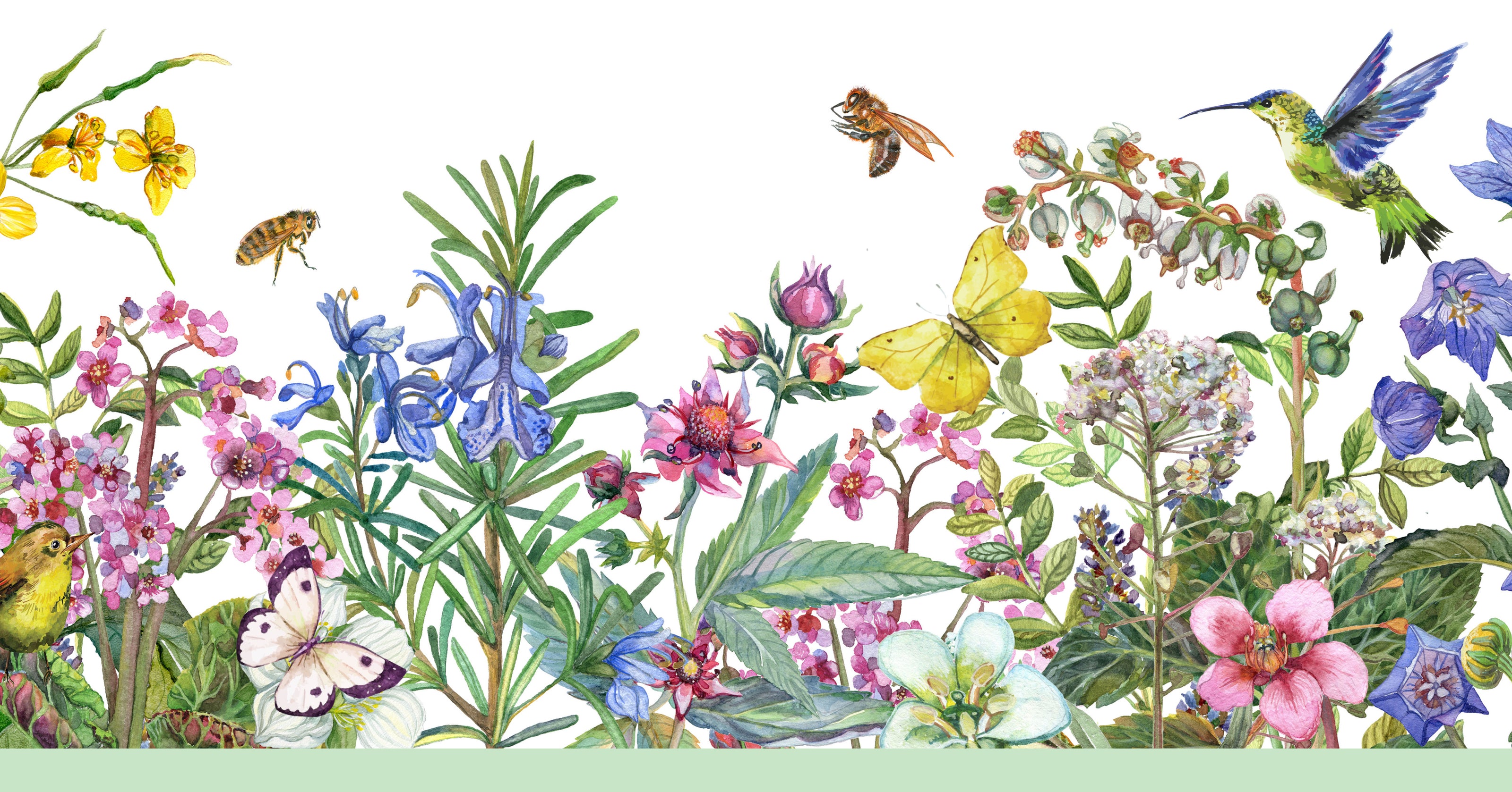 Watercolor butterflies, birds, insects and flowers