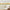 GB40020g8 Wildflower Bloom Peel and Stick Wallpaper Border 8in Height x 15ft Long, Yellow Green Red