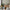 GE0021 Lenticular Foliage Endless Murals Beige Tan