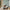 GE5102 Bamboo Serenity Endless Murals in Beige Gray