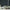 GE5100 Bamboo Serenity Endless Murals in Dark Teal