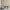 GE5110 Large Tropical herbage Endless Murals in Cream and Sand Gold