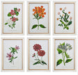 Set of 6 Botanical Flowers Prints, Framed,  17.75