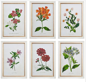 Set of 6 Botanical Flowers Prints, Framed,  17.75