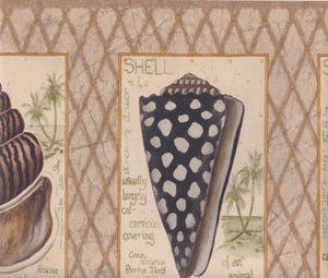 Wallpaper For Less RG3925B Beige Diamond Sea Shells Wallpaper Border, Brown