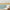 GB50061 Countryside Watercolor Flowers Peel and Stick Wallpaper Border 10in Height x 15ft Tan Red Green