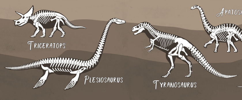 GB90240g8 X-Ray Dinosaurs Peel and Stick Wallpaper Border 8in Height x 15ft Long, Brown Black White