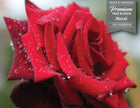 GM0050 Grace & Gardenia Rose with Rain Droplets Premium Peel and Stick Mural 13ft. wide x 10ft. height, Red Green