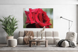 GM005F Grace & Gardenia Rose with Rain Droplets Premium Peel and Stick Mural 69 inch wide x 46 inch height Red Green