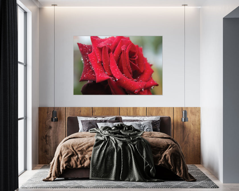 GM005F Grace & Gardenia Rose with Rain Droplets Premium Peel and Stick Mural 69 inch wide x 46 inch height Red Green