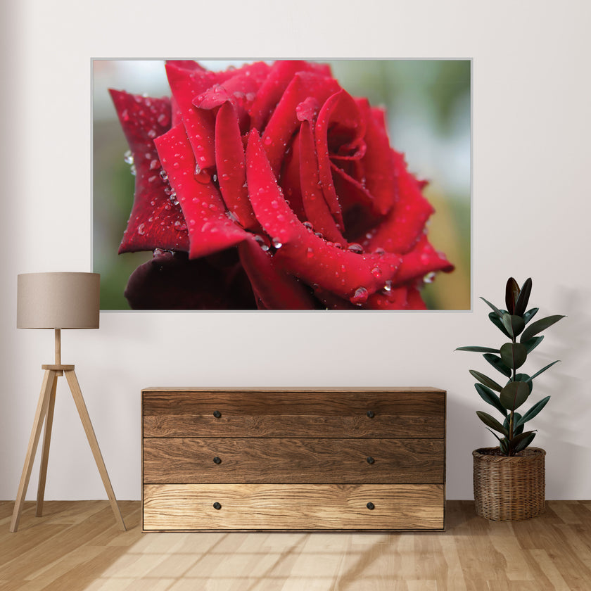 GM005F Grace & Gardenia Rose with Rain Droplets Premium Peel and Stick Mural 69 inch wide x 46 inch height Red Green