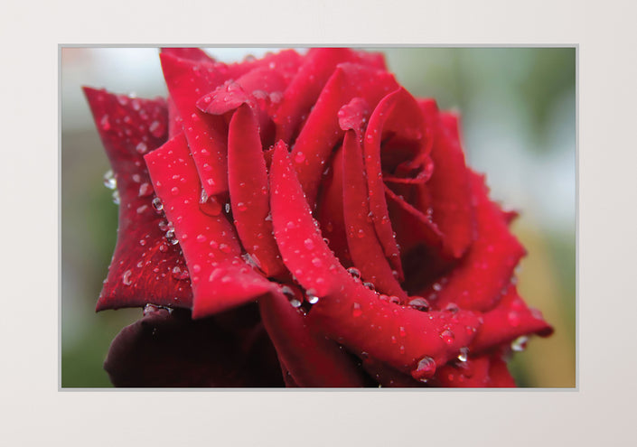 GM005F Grace & Gardenia Rose with Rain Droplets Premium Peel and Stick Mural 69 inch wide x 46 inch height Red Green