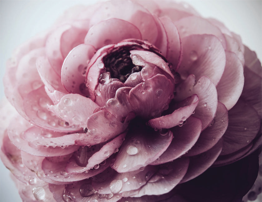 GM0170 Grace & Gardenia Pink Buttercup Premium Peel and Stick Mural 13ft. wide x 10ft. height, Pink White