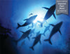 GM0190U Grace & Gardenia Whales with Diver Unpasted Premium Matte Paper Mural 13ft. wide x 10ft. height, Blue Black