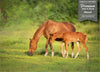 GM0250 Grace & Gardenia Horses Premium Peel and Stick Mural 156in wide x 112in height, Green Brown