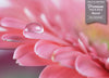 GM0380 Grace & Gardenia Water Droplet Flower Premium Peel and Stick Mural 156in wide x 112in height, Pink