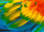 GM0680 Grace & Gardenia Parrot Feathers Premium Peel and Stick Mural 156in wide x 112in height, Blue Yellow Green Red