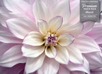 GM0700 Grace & Gardenia Dahlia Premium Peel and Stick Mural 156in wide x 112in height, Purple White