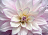 GM0700 Grace & Gardenia Dahlia Premium Peel and Stick Mural 156in wide x 112in height, Purple White