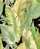 Grace & Gardenia G440103 Tropical Banana Leaf Black/Green