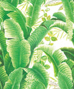 Grace & Gardenia G63151 Hotel Beveryly Hills Tropical Banan leaf Wallpaper